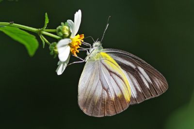 異色尖粉蝶 Appias lyncida eleonora 性別不明