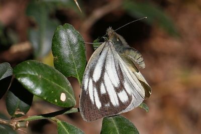 黑脈粉蝶 Cepora nerissa cibyra 雌蟲