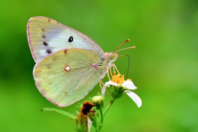 紋黃蝶 Colias erate formosana 性別不明