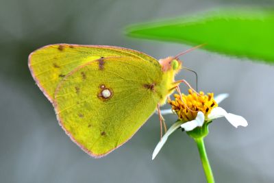 紋黃蝶 Colias erate formosana 性別不明