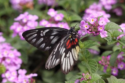 丹心豔粉蝶 Delias acalis acalis 雌蟲