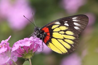 丹心豔粉蝶 Delias acalis acalis 雄蟲