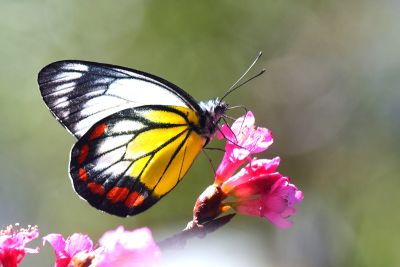 白豔粉蝶 Delias hyparete luzonensis 性別不明