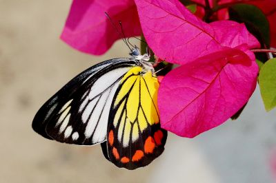 白豔粉蝶 Delias hyparete luzonensis 性別不明