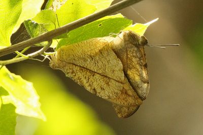 橙端粉蝶 Hebomoia glaucippe formosana 交尾中個體