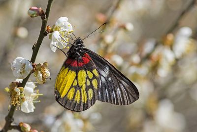 豔粉蝶 Delias pasithoe curasena 雄蟲