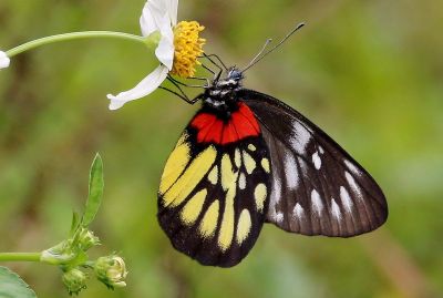 豔粉蝶 Delias pasithoe curasena 性別不明