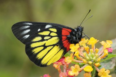 豔粉蝶 Delias pasithoe curasena 性別不明