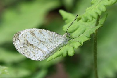 纖粉蝶 Leptosia nina niobe 性別不明
