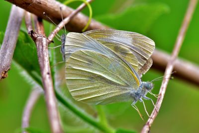 白粉蝶 Pieris rapae crucivora 交尾中個體